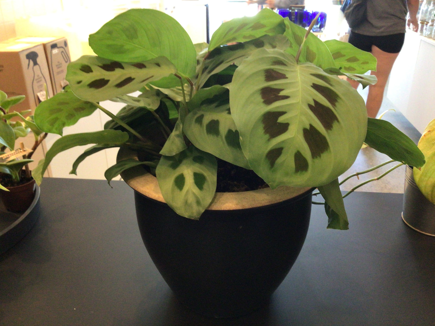 Plants- tropic- black ceramic pot