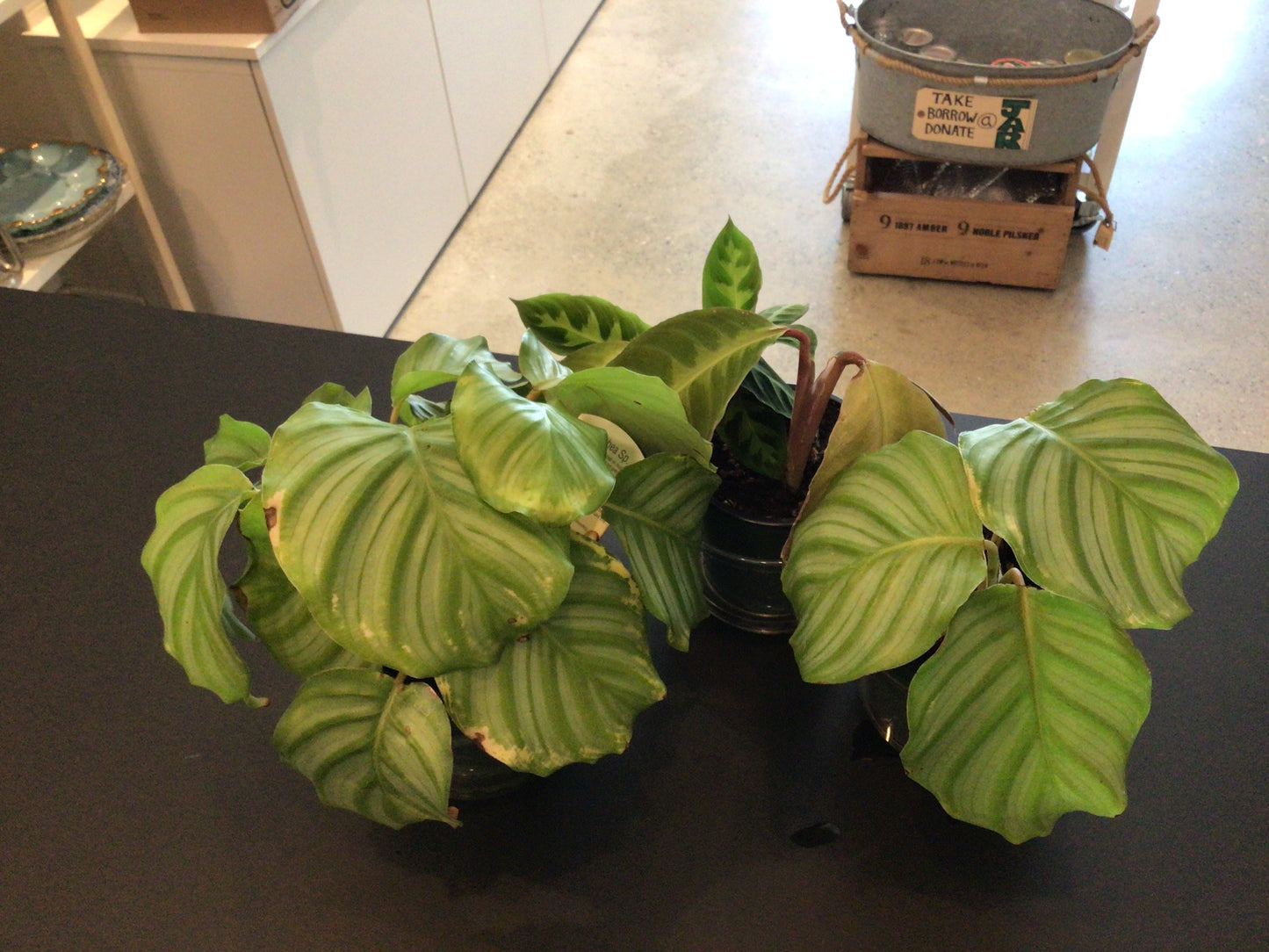 Plants- Calathea