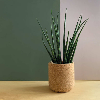 mind the cork - Cork Planters